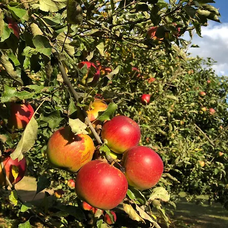 Alojamento de Turismo Selvagem Gaestehaus Maasberg *